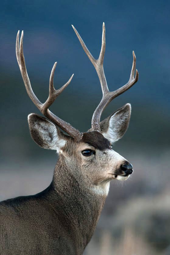 Deer Antlers